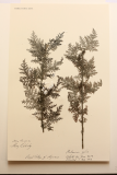 Artemisia afra RCPGdnHerbarium  (58).JPG
